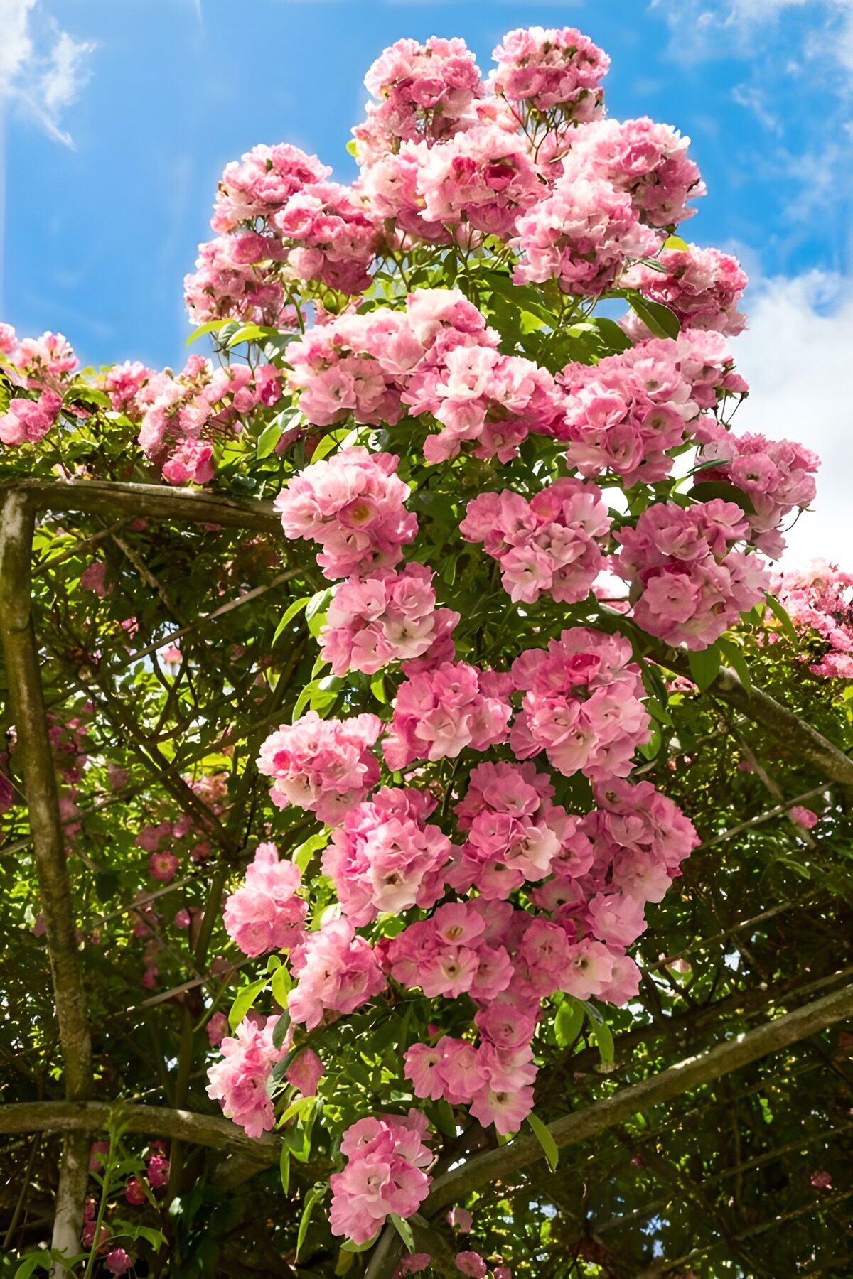 Bloemrijke takken met roze rozen