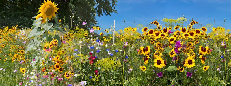 Zonnebloemen in een bloemenveld