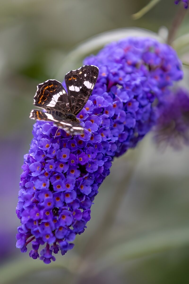 Vlinder op paarse bloemen