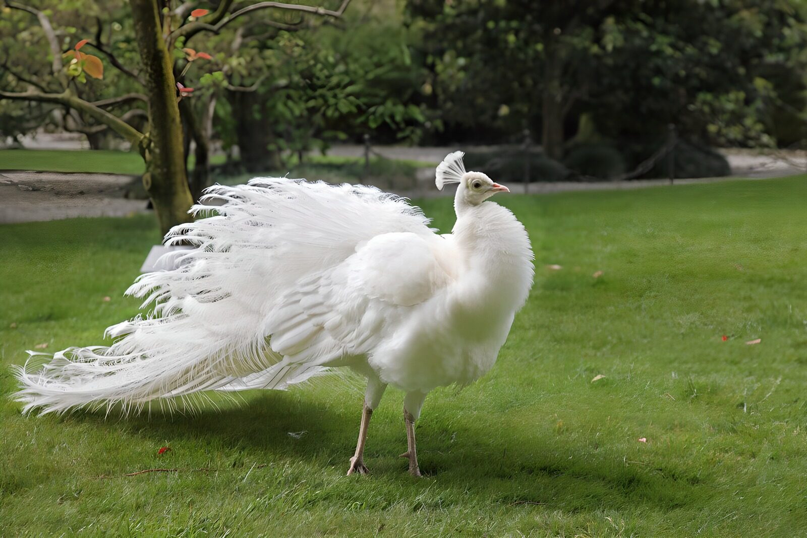 Witte pauw in het groen