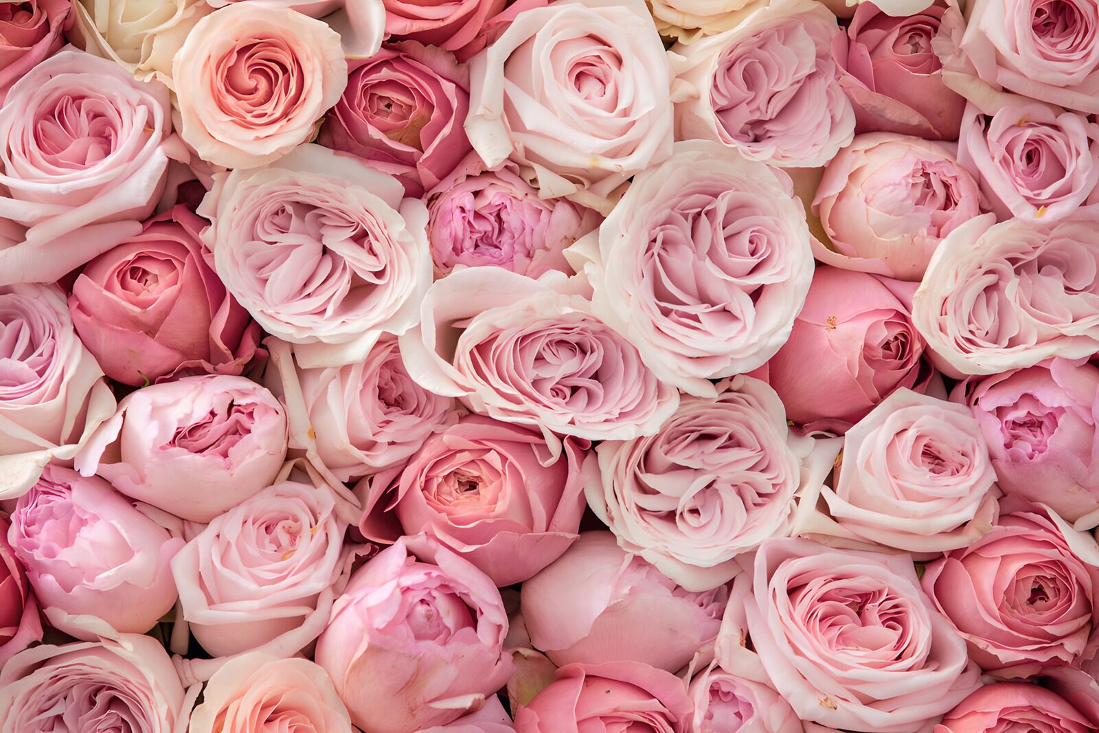 Prachtige rozen in zachte pastelkleuren