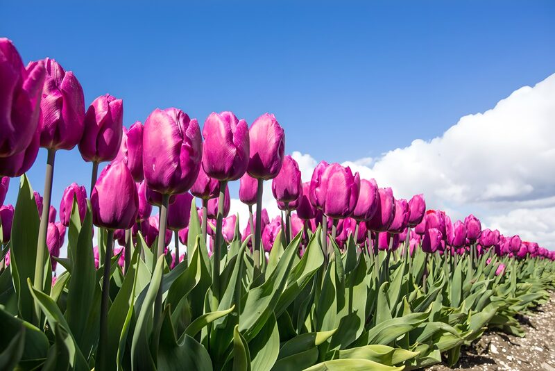 Uitzicht over de Negrita tulp
