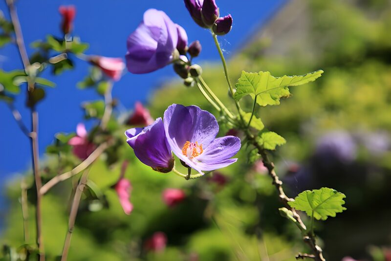 Prachtige paarse bloemen in de zon