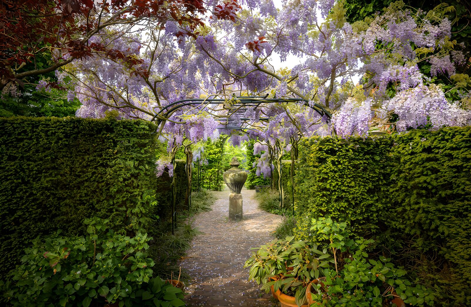 Prachtige Wisteria Boog