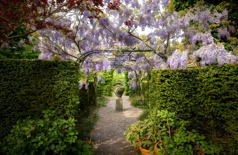 Prachtige Wisteria Boog
