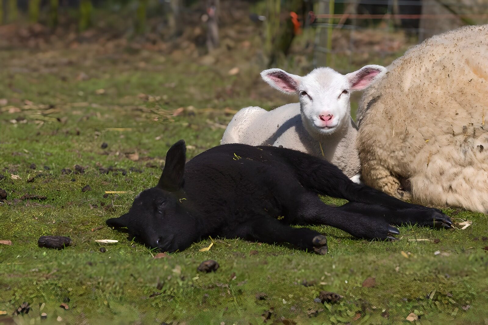Lammetjes op het gras