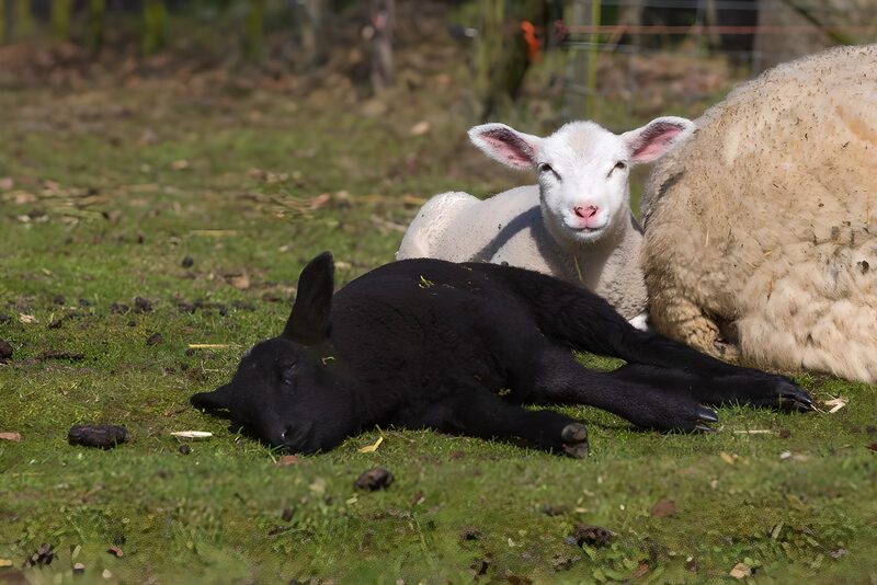 Lammetjes op het gras