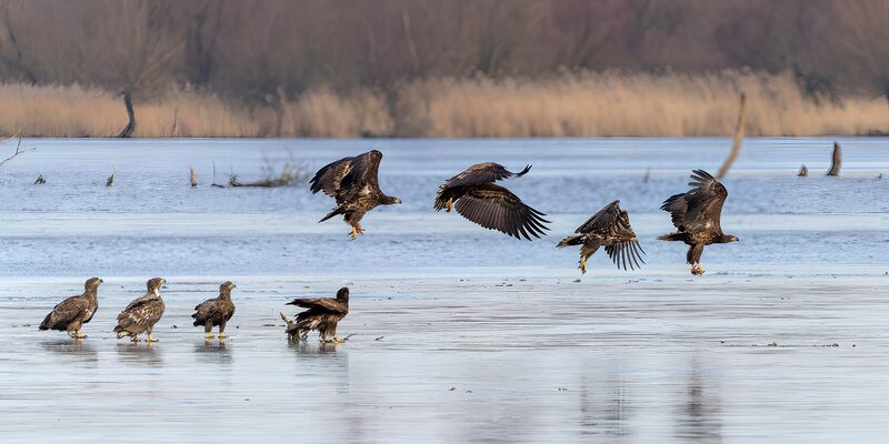 Wiegende zeearend op het water