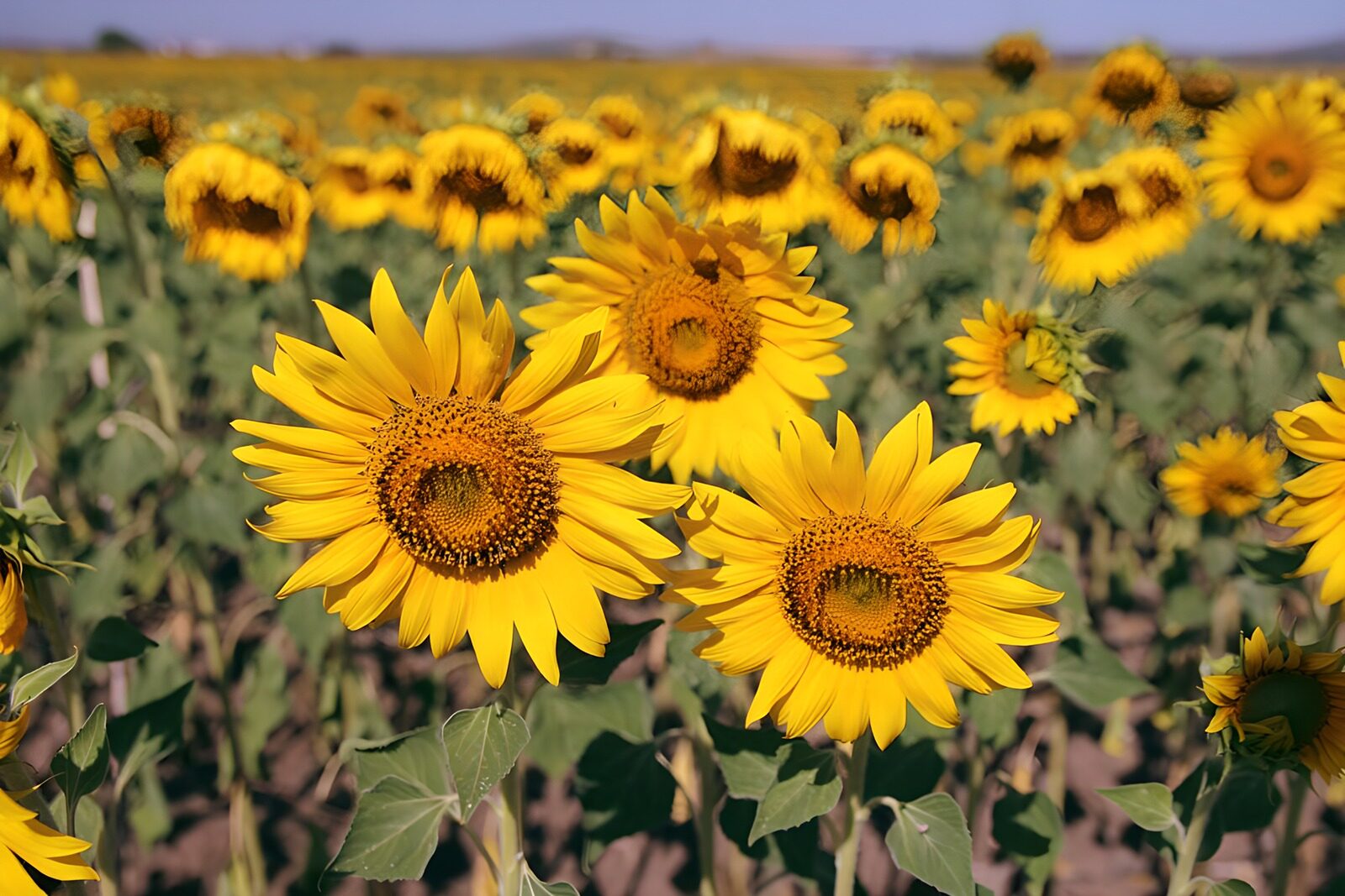 Heldere zonnebloemen in een uitgestrekt veld
