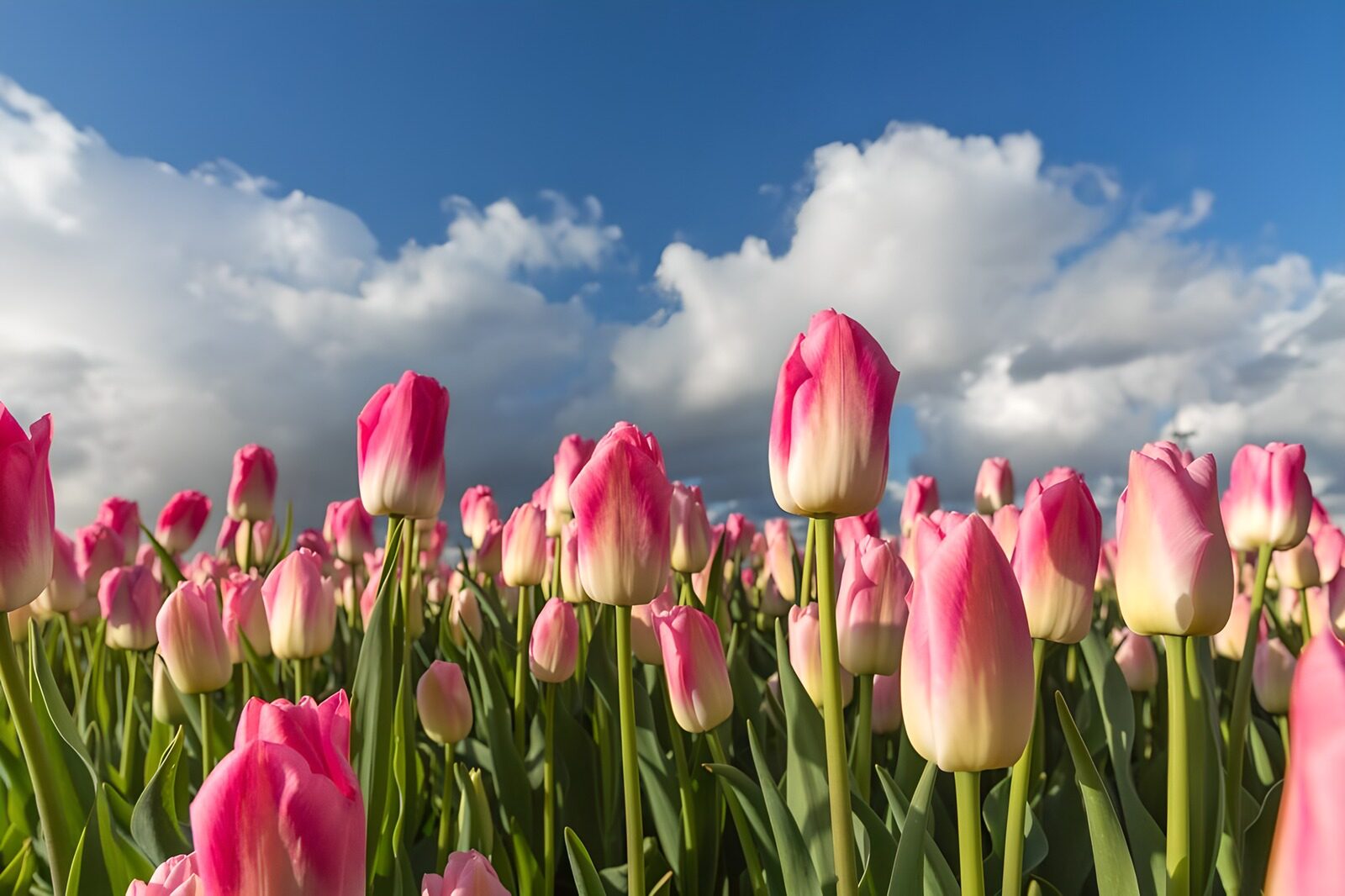 Lentedag met roze tulpen in bloei