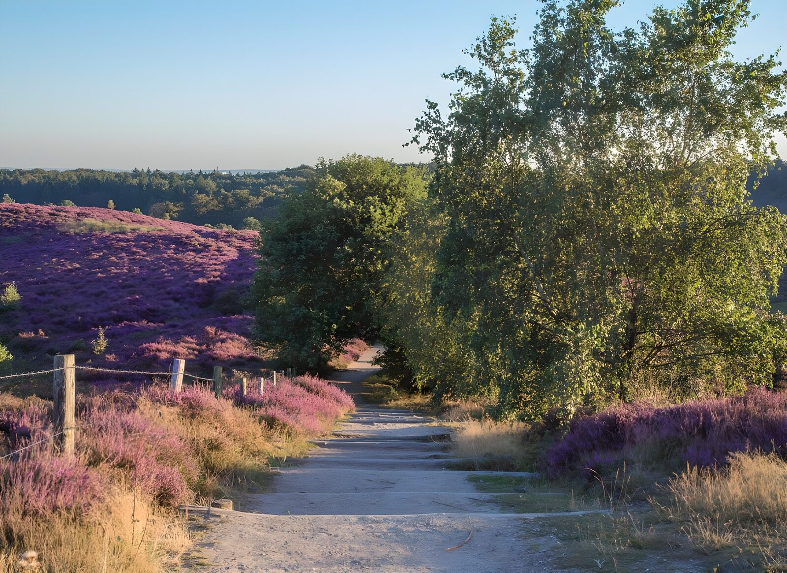Paden door de paarse heide