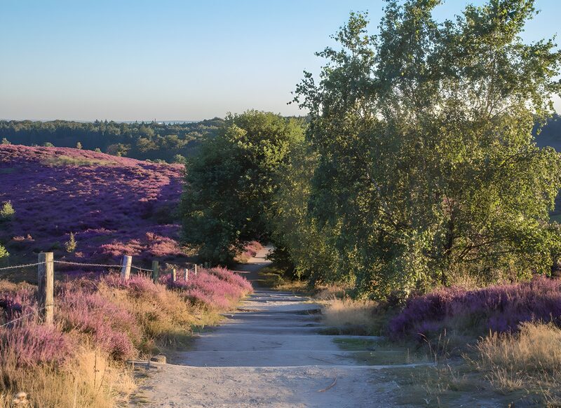 Paden door de paarse heide