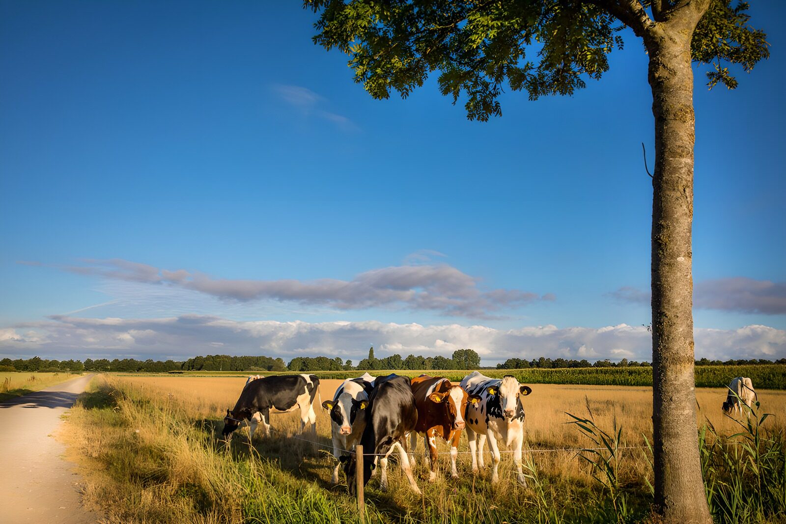 Koeien in het veld onder blauwe lucht