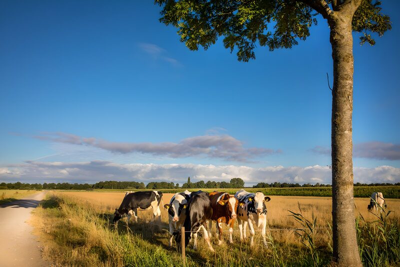 Koeien in het veld onder blauwe lucht