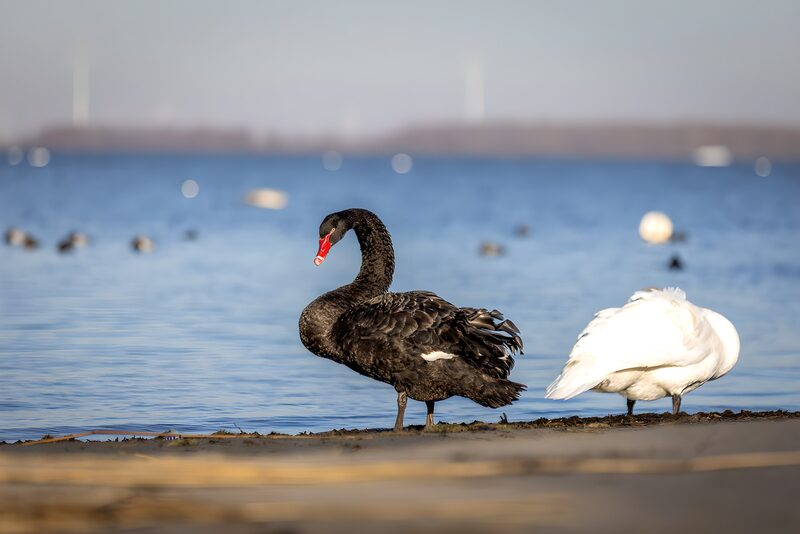 Zwarte zwaan en witte zwaan op het water