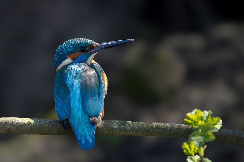 Blauwe reiger op tak