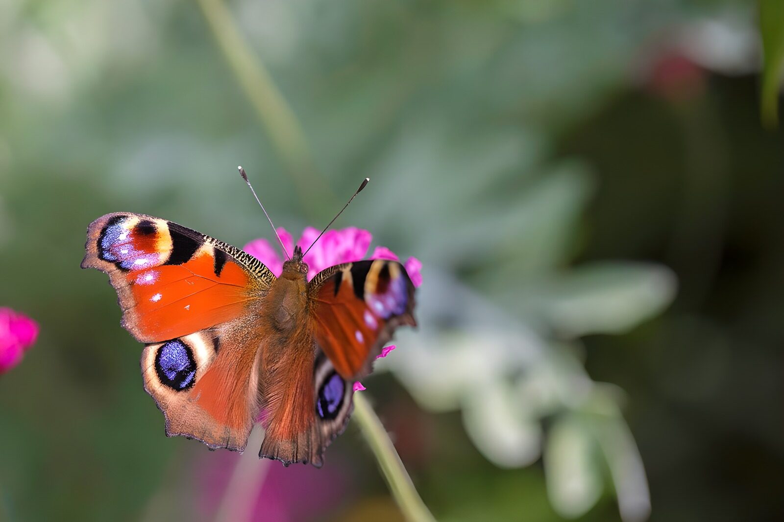 Prachtige Atalanta-butterfly op bloemen