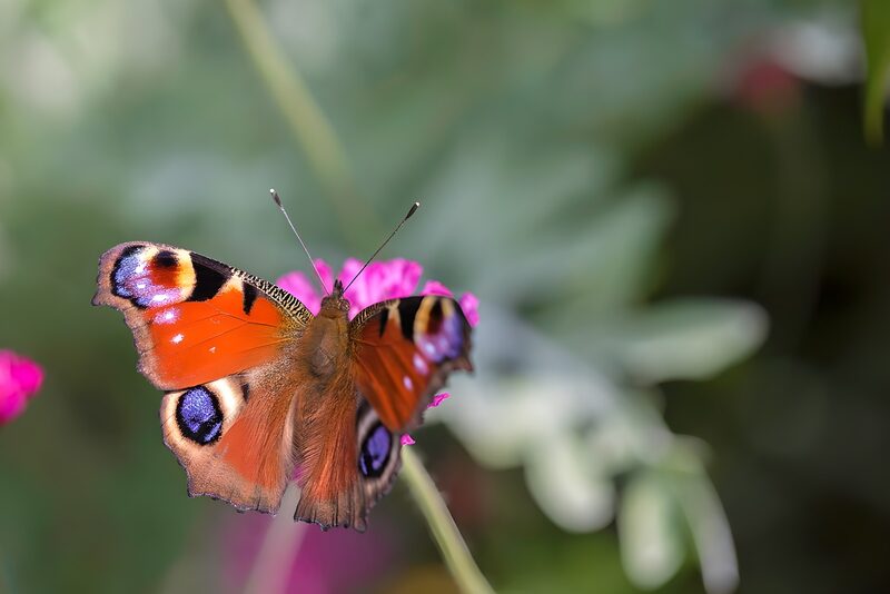 Prachtige Atalanta-butterfly op bloemen