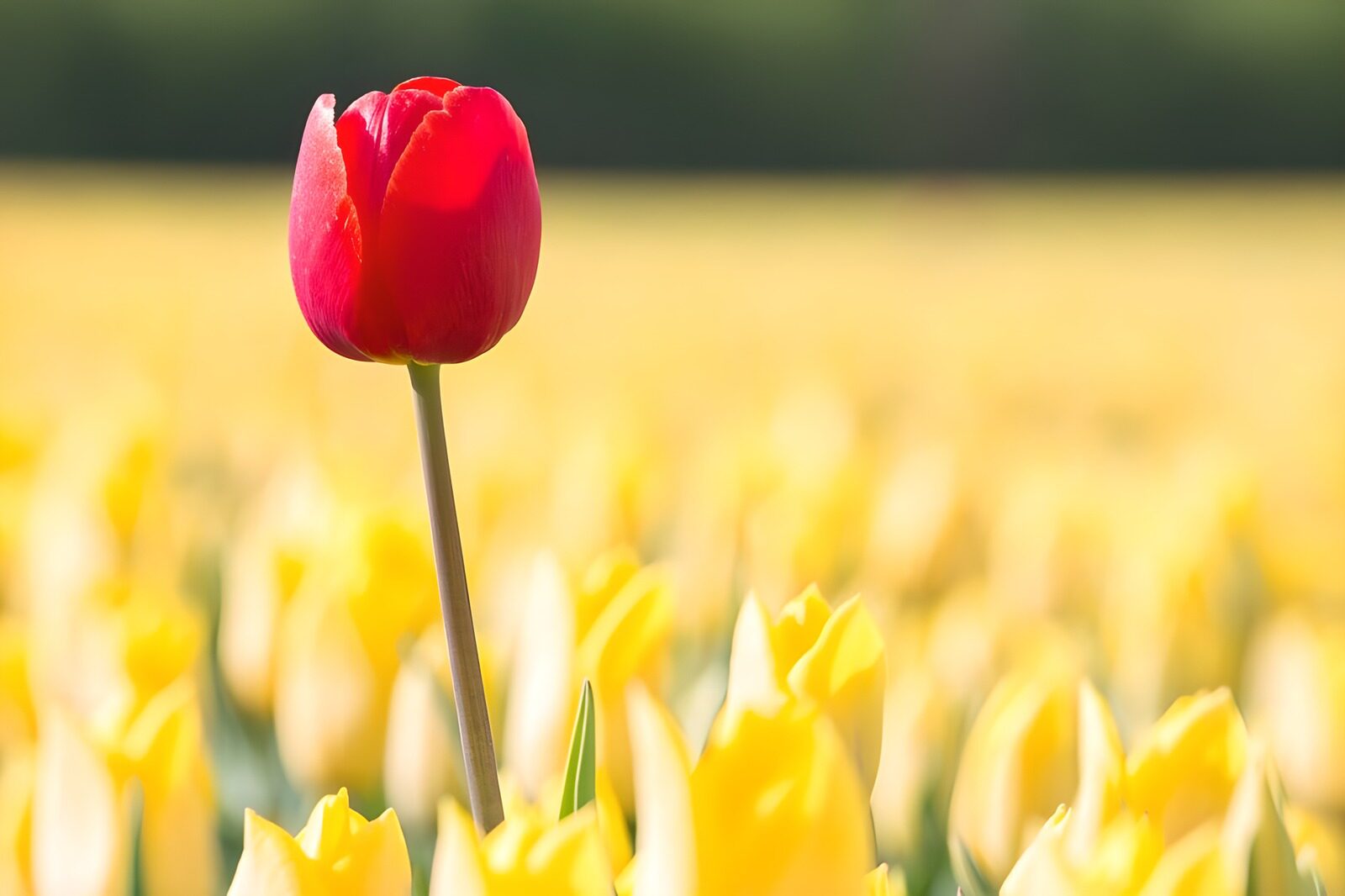 Opvallende rode tulp tussen gele tulpen