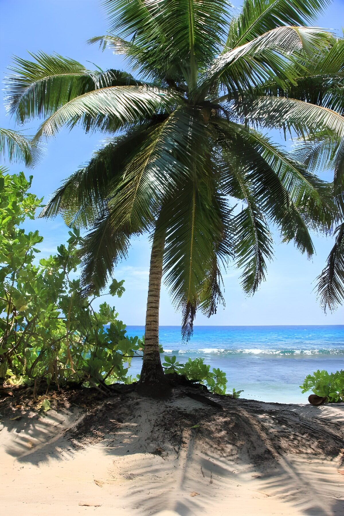 Palmtree met uitzicht op zee