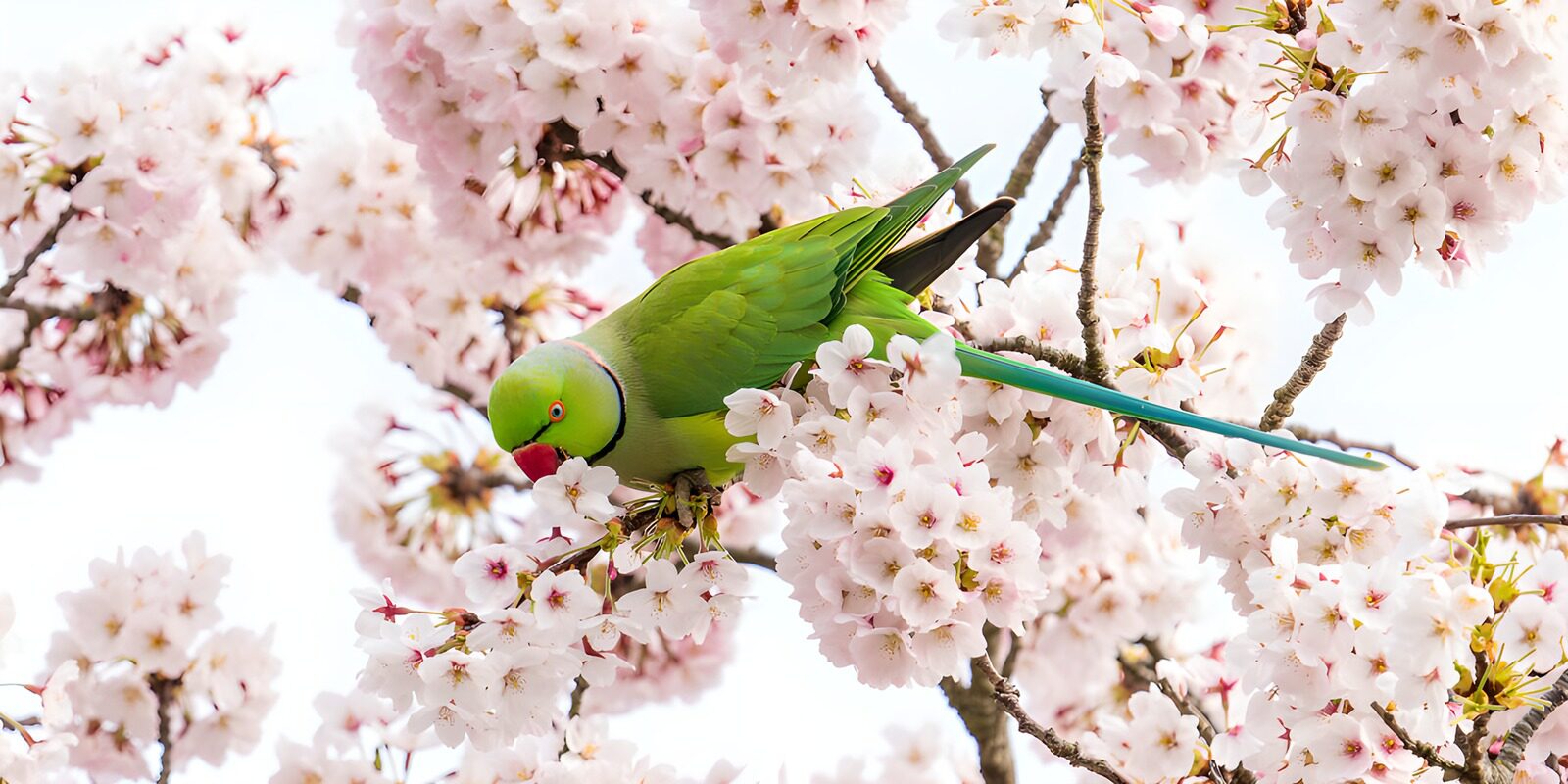 Groene vogel tussen bloesems