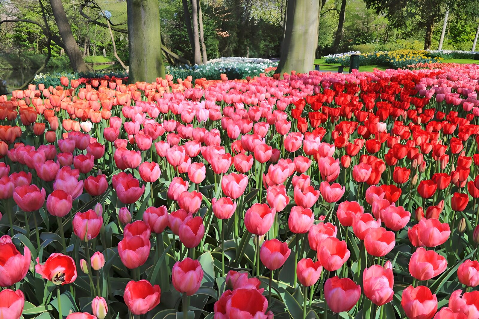 Kleurrijke tulpenvelden in bloei