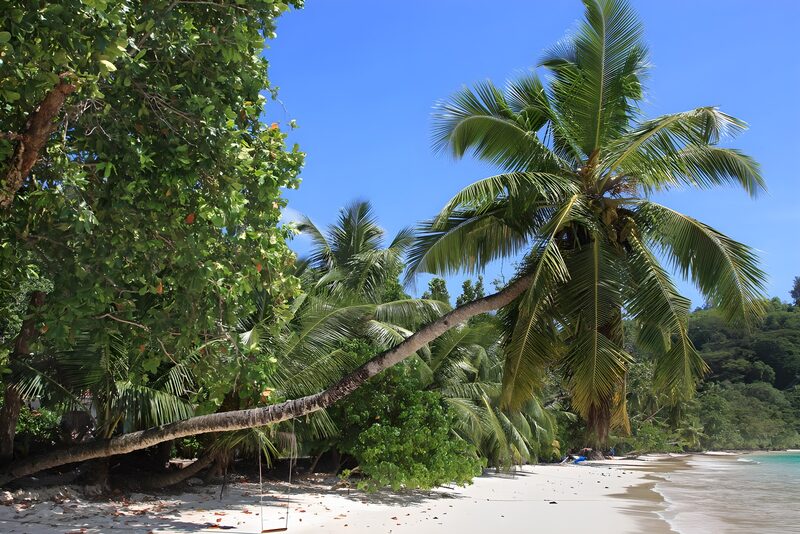 Tropisch strand met palmbomen