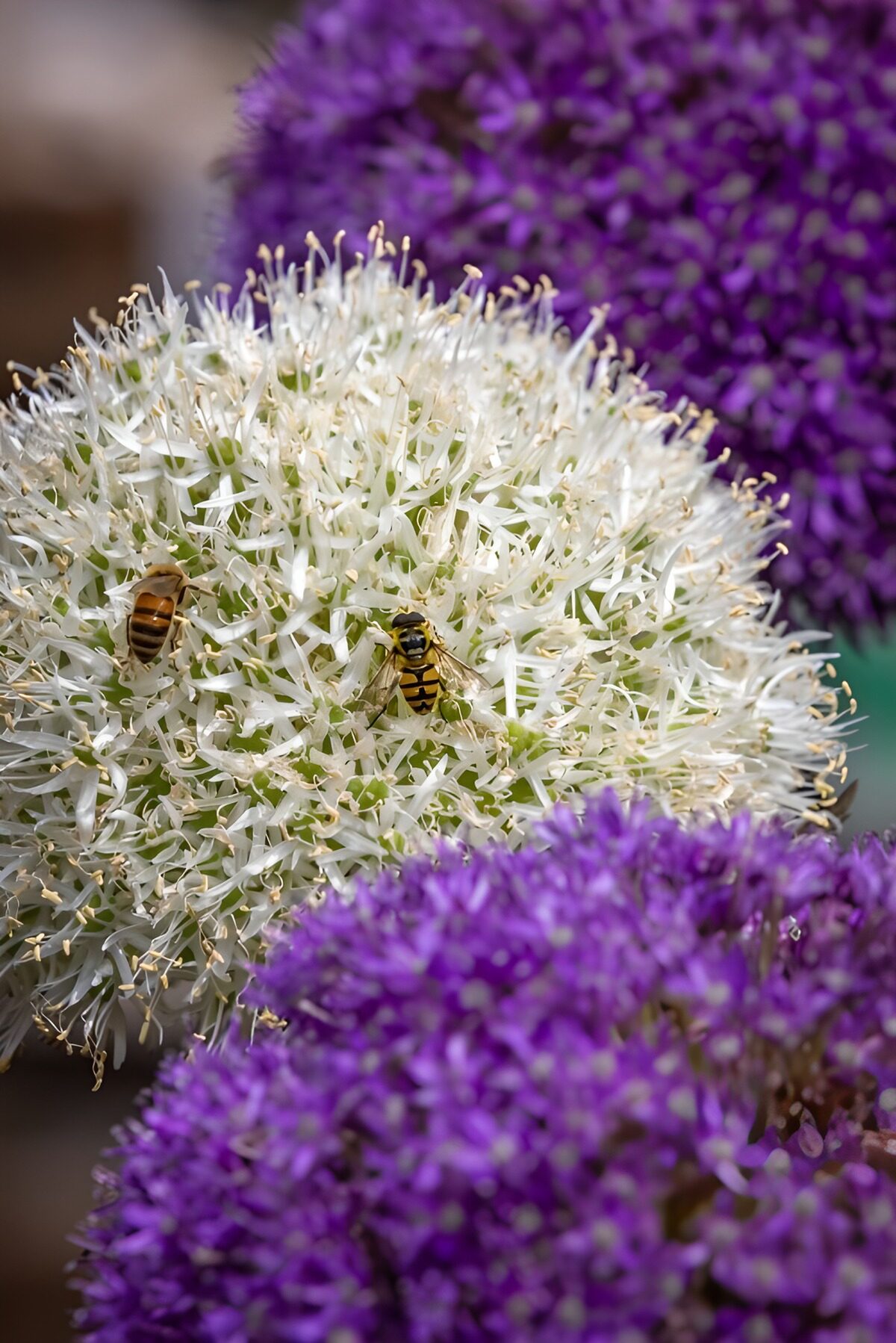 Bijen op bloeiende Allium
