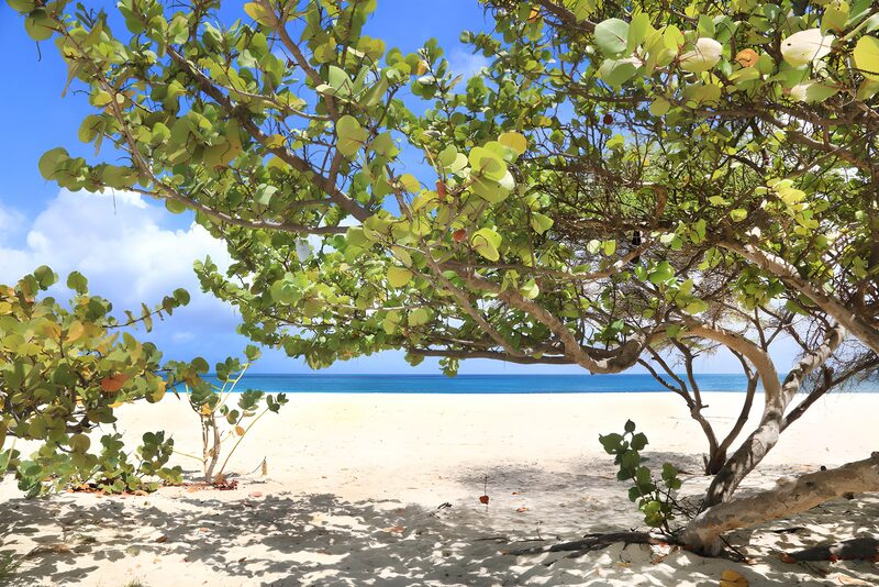 Uitzicht op het strand met bomen