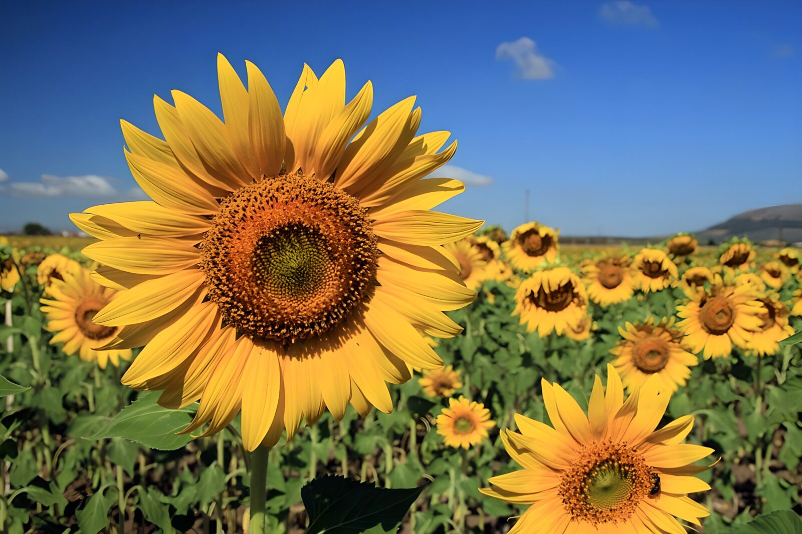 Zonnige Zonnebloemvelden