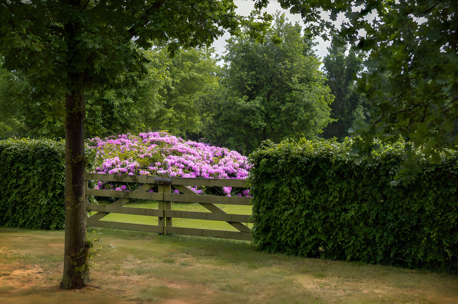 Prachtige bloeiende rhododendrons