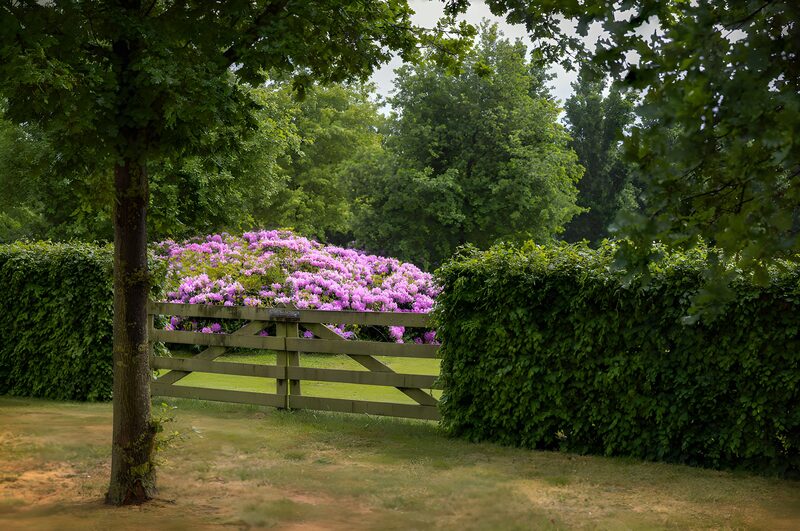 Prachtige bloeiende rhododendrons