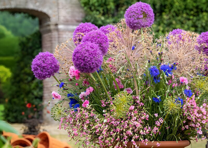 Kleurrijk bloemenarrangement in pot