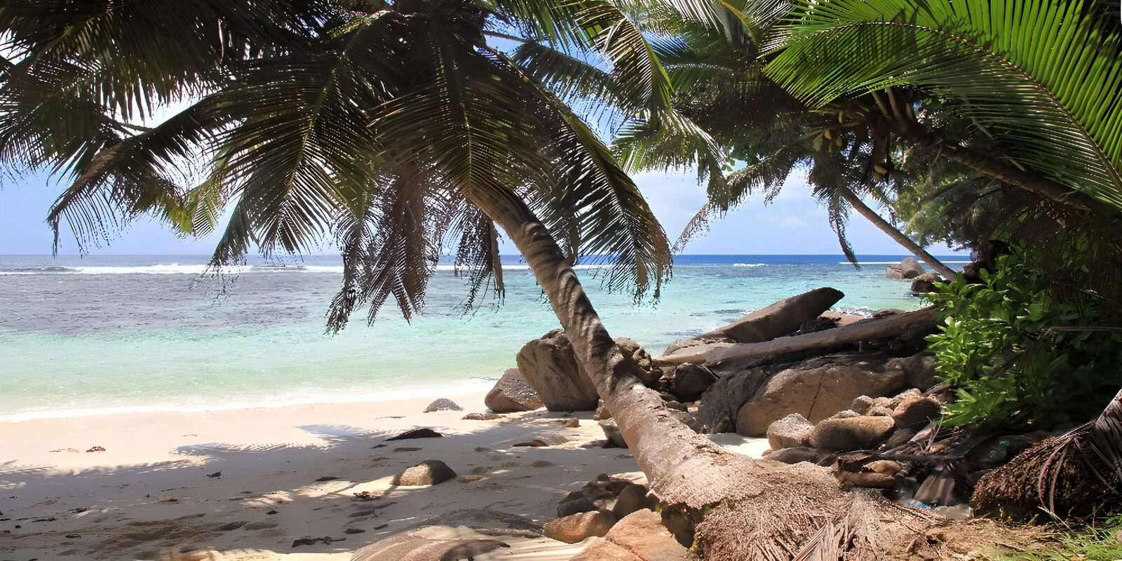 Tropisch strand met palmbomen