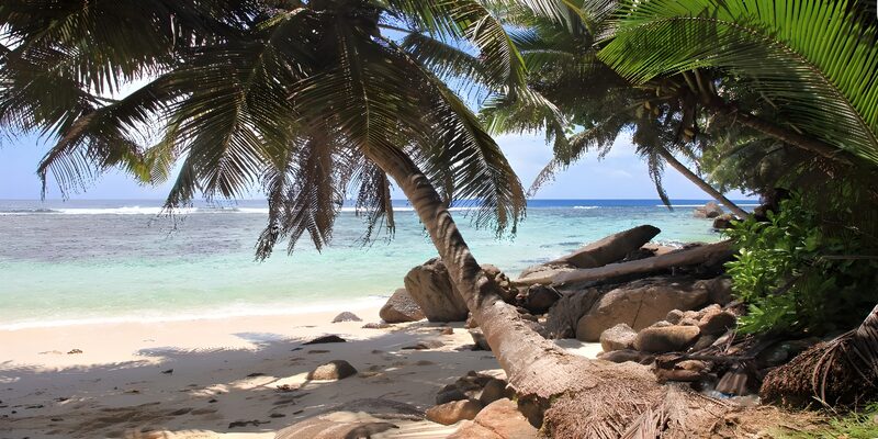 Tropisch strand met palmbomen
