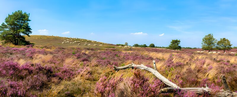 Prachtige heide met schapen onder blauwe lucht
