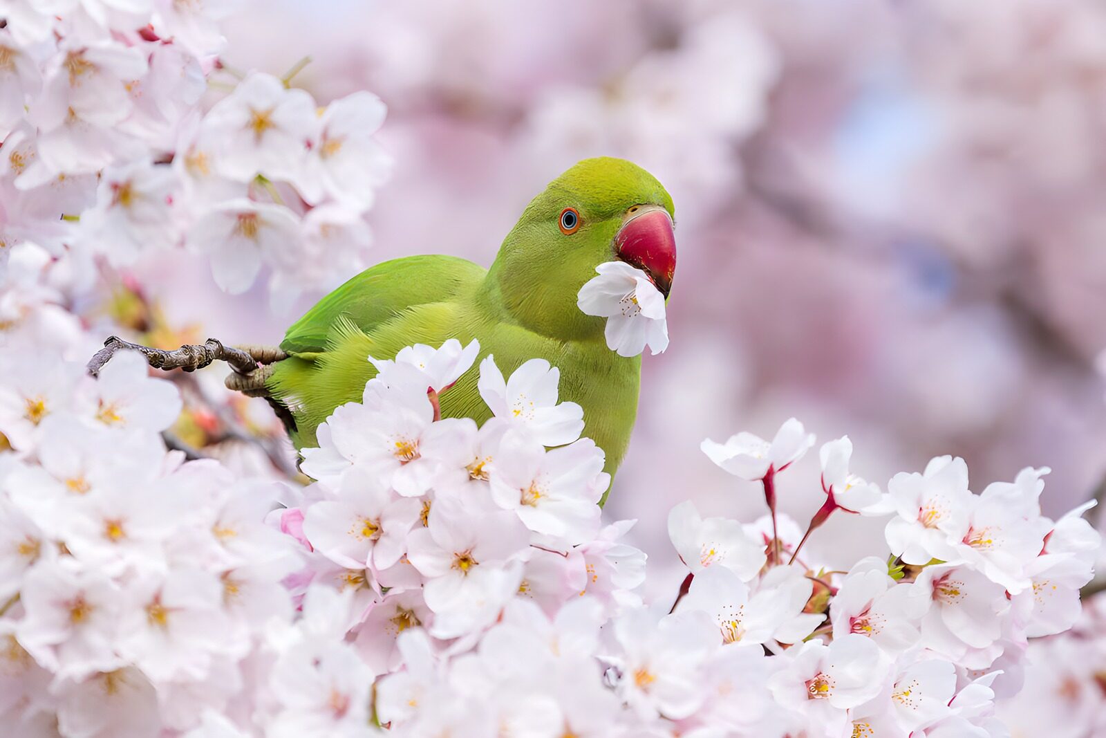 Groene papegaai tussen bloesems