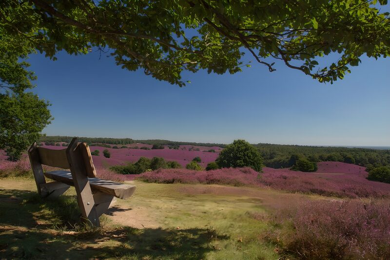 Rustplek met uitzicht op paarse heide