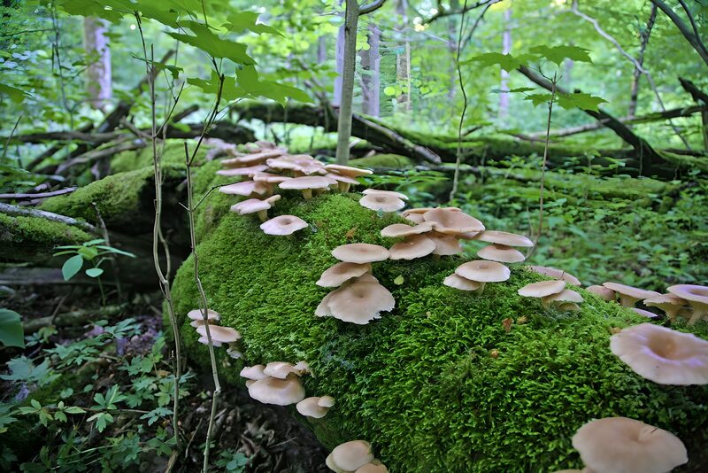 Paddenstoelen op een mosrijke boomstronk