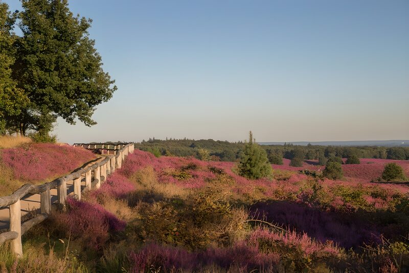Prachtige paarse heideveld in herfstlicht