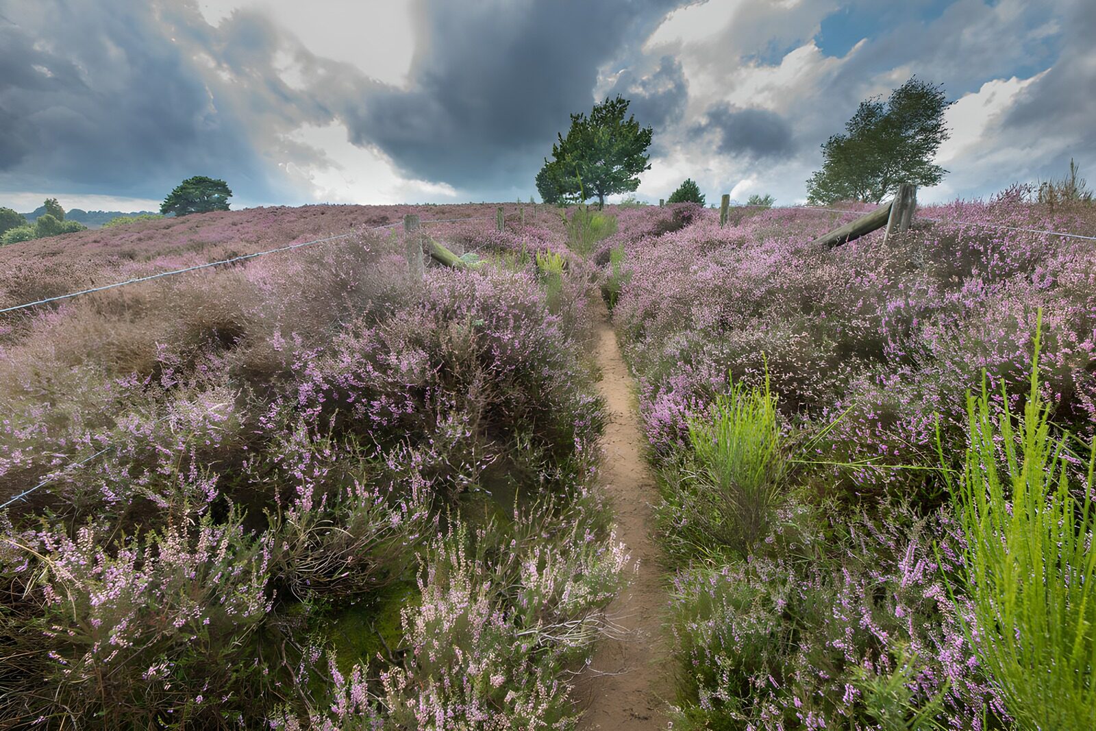 Prachtige heidevelden onder een bewolkte lucht