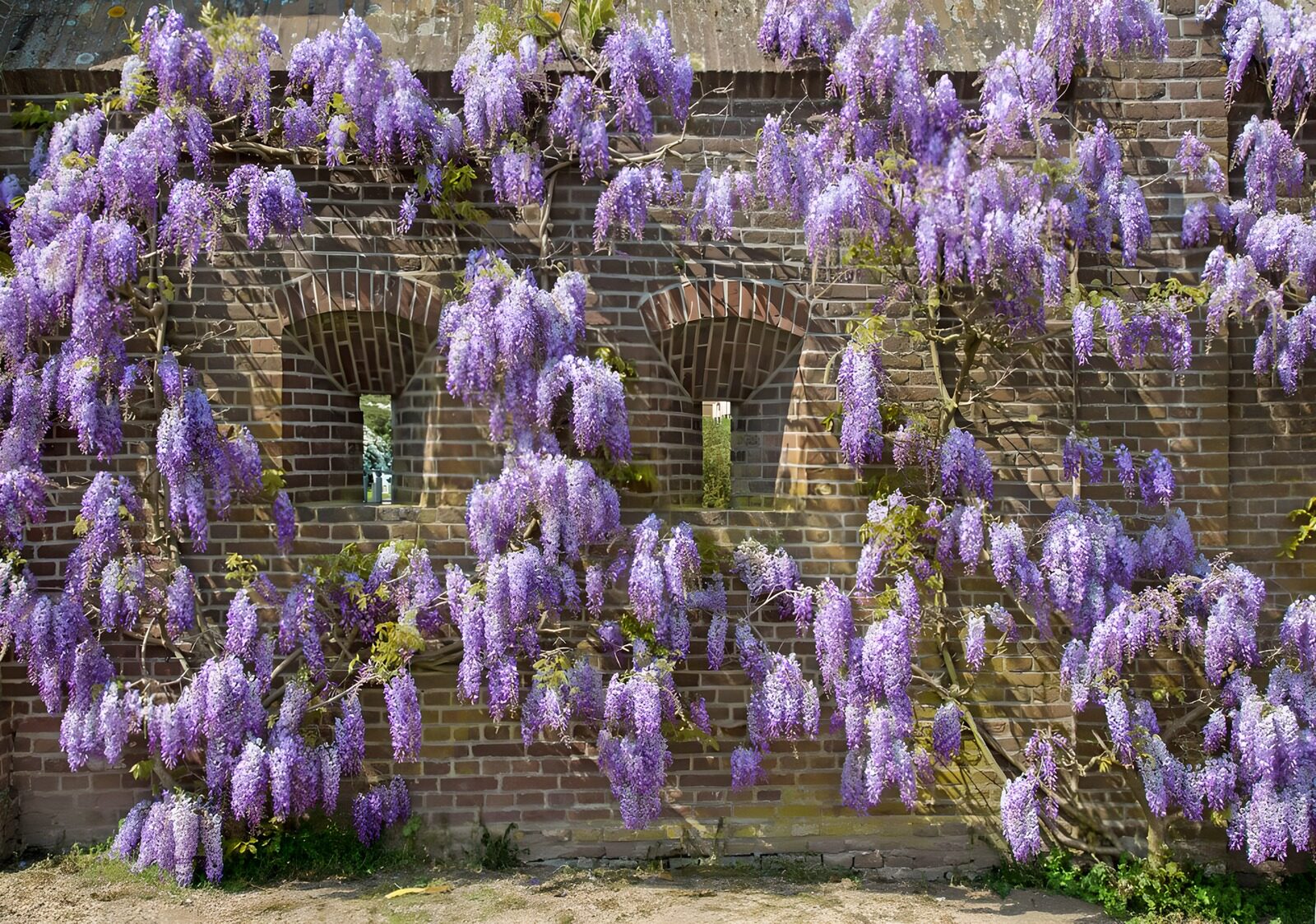 Prachtige paarse wisteria aan bakstenen muur