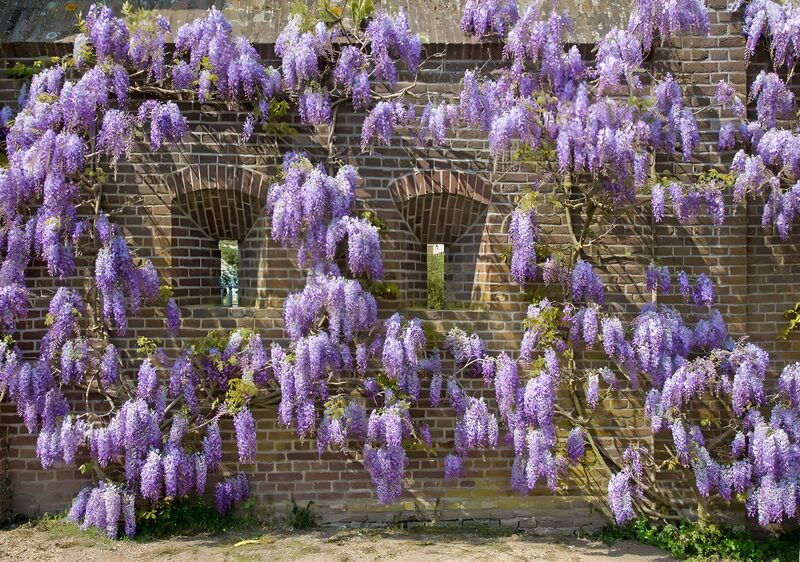 Prachtige paarse wisteria aan bakstenen muur