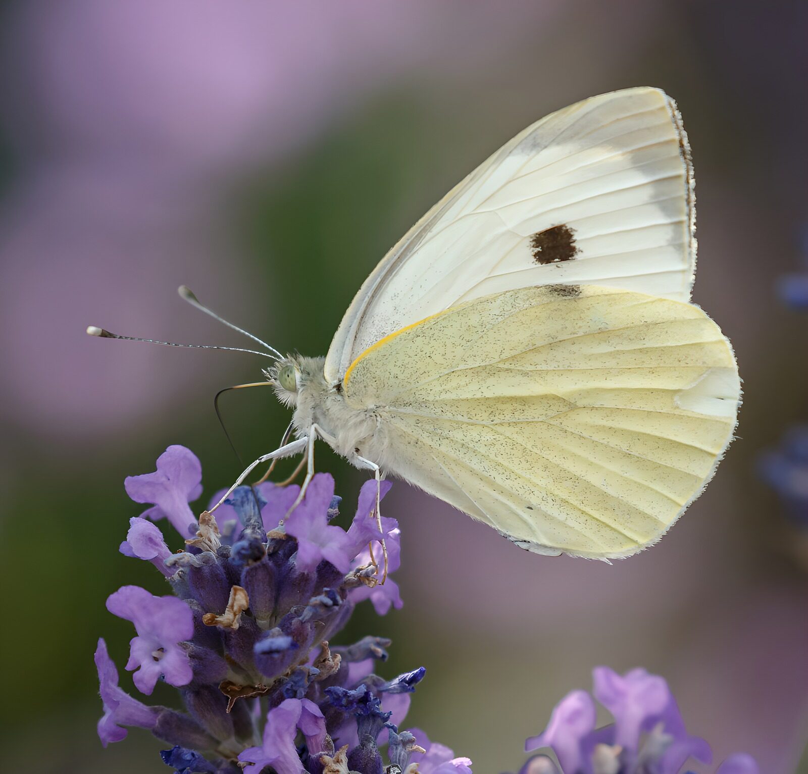 Vlinder op paarse bloemen