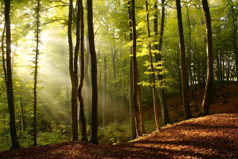 Magische bosstralen in de herfst