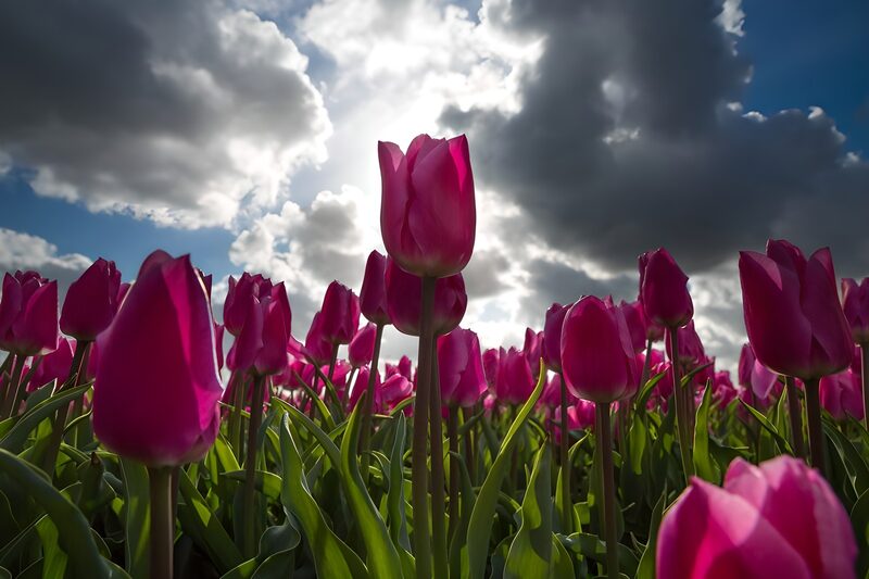 Prachtige paarse tulpen onder bewolkte lucht
