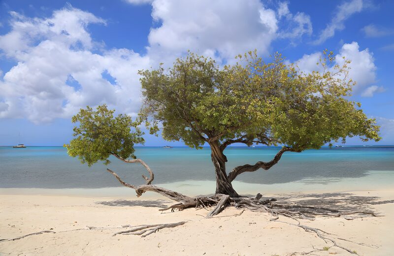 Alleenstaande boom aan het strand