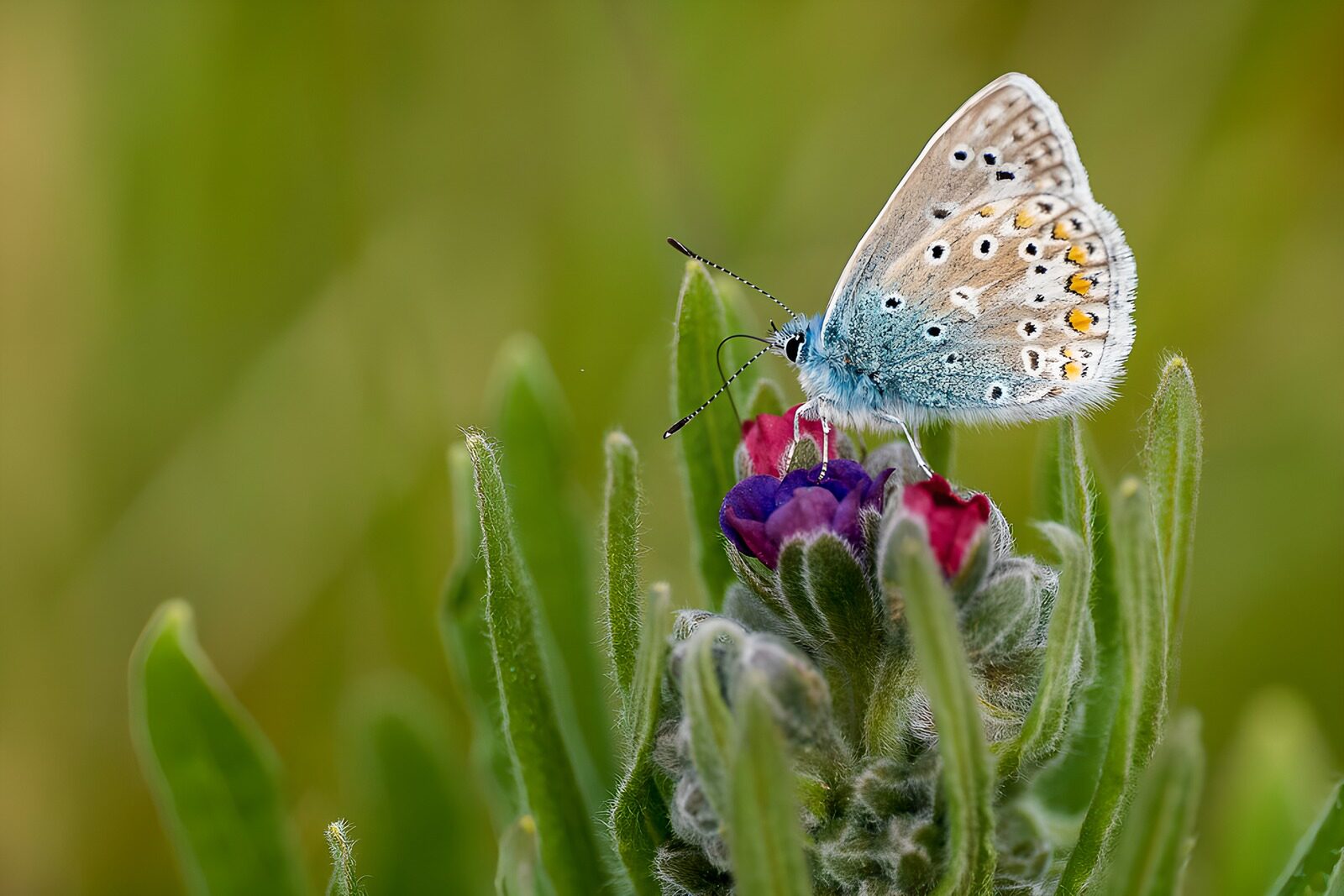 Vlinder op een kleurrijke bloem