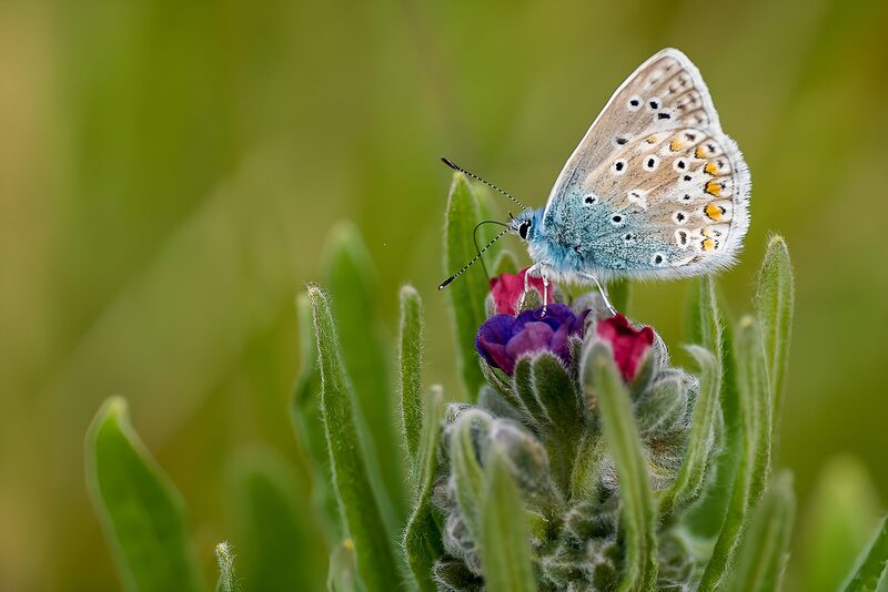 Vlinder op een kleurrijke bloem