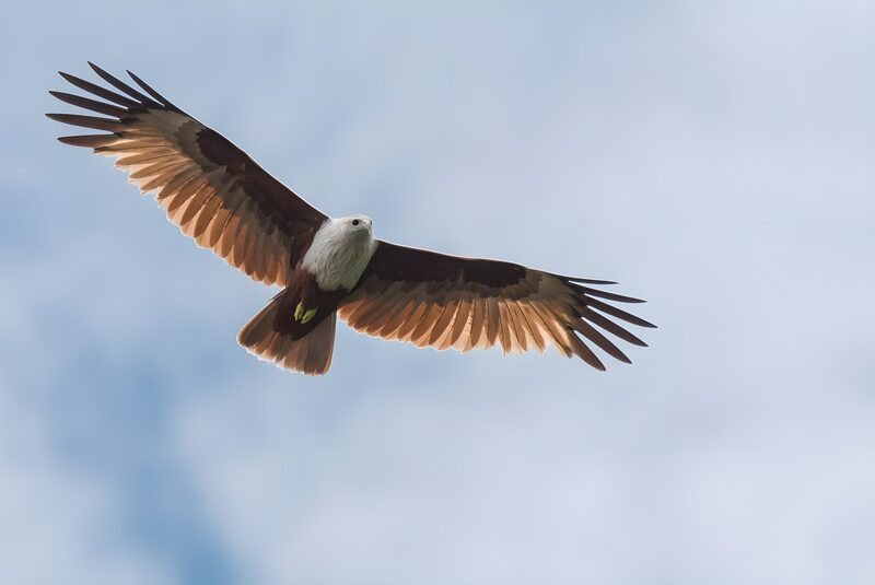 Elegante vlieger in de lucht